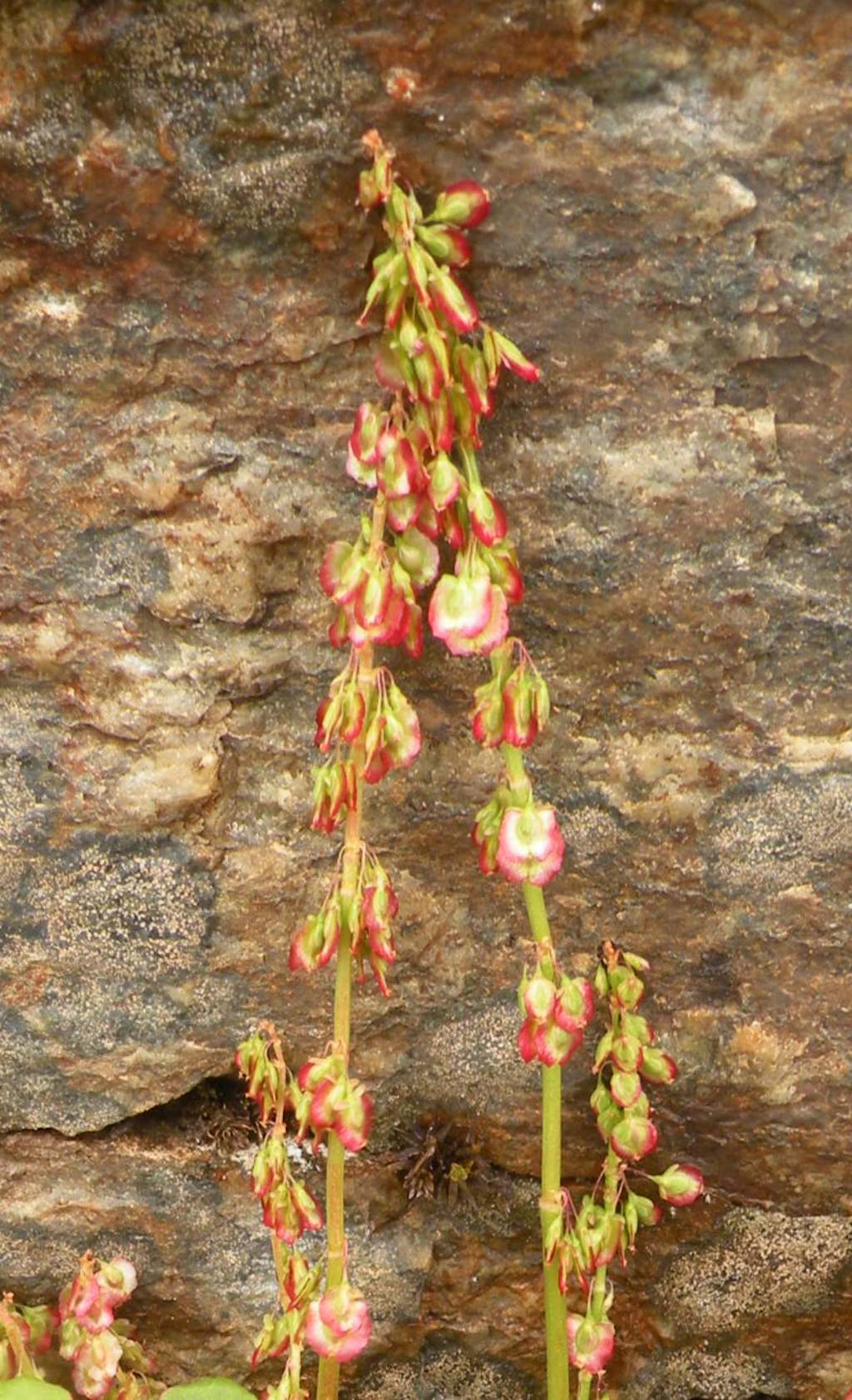 Oxyria digyna / Acetosa soldanella
